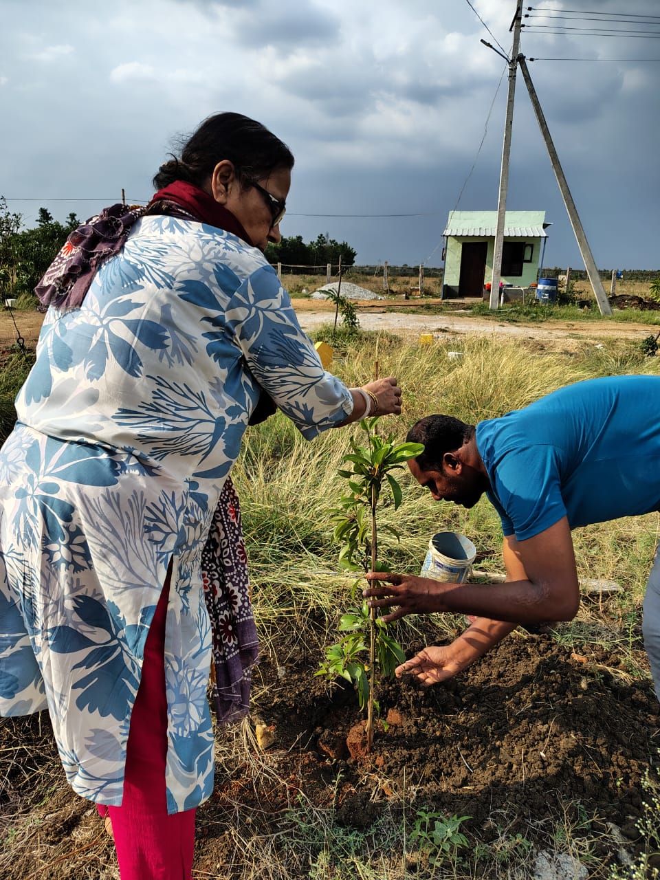 Tree plantation